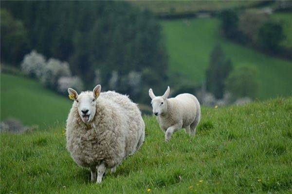 属羊的是哪几年出生的属羊的年份