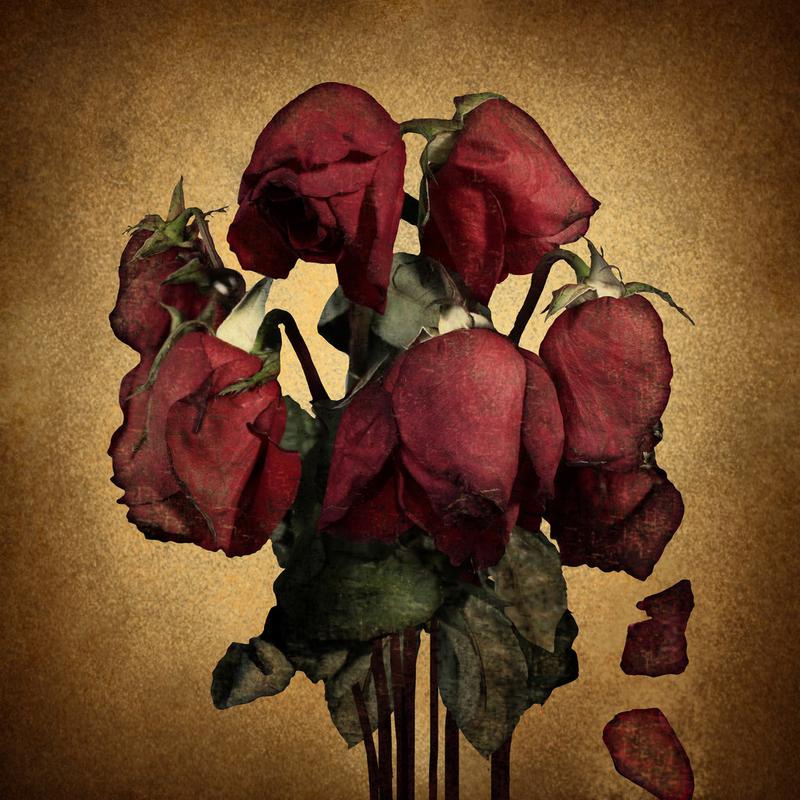 失去的爱,失去的爱情和破碎的心的情感概念与枯萎死亡的红玫瑰和落