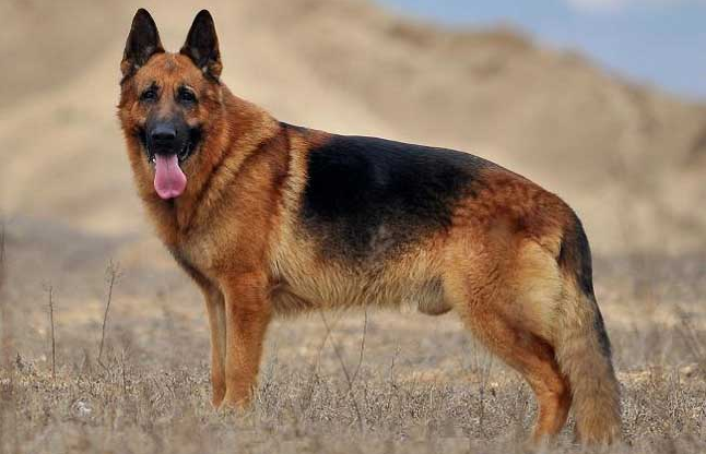 名字就知道它来源于德国,德国的狗狗都很出名,为什么德牧能从中脱颖而