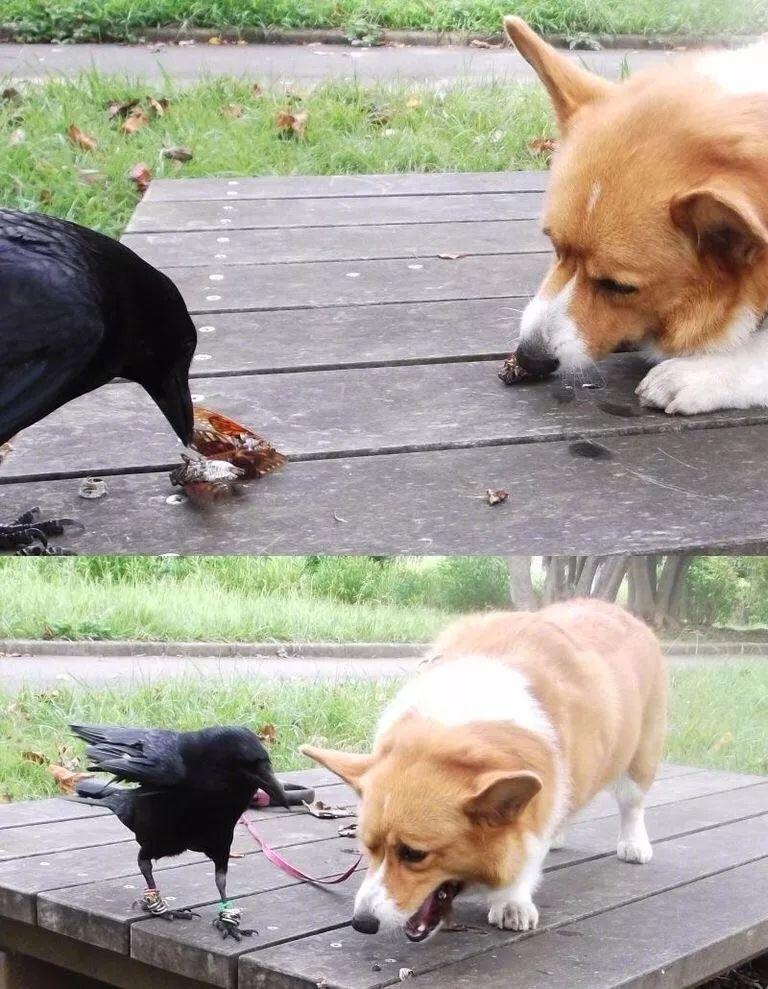 9.热心的乌鸦分享虫子给狗狗吃,狗狗尝了一下并不对自己的口味.