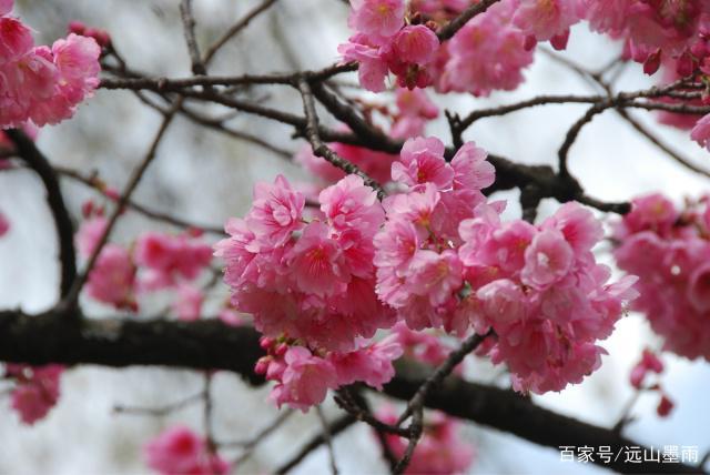 云南樱花开了,花团锦簇,粉红浪漫的样子,是昆明春天最美的笑脸