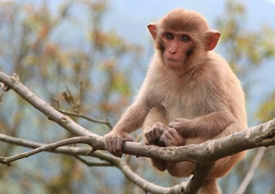 属猴人怎么取名 属猴人起名宜忌用字有哪些?