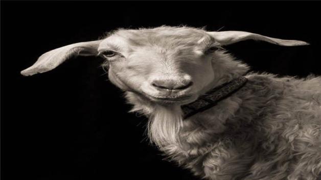 1967年属羊是什么命-星座命理频道-匠子生活