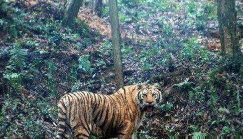 随后村民们联系了当地救助人员,将这只老虎放回了山上.