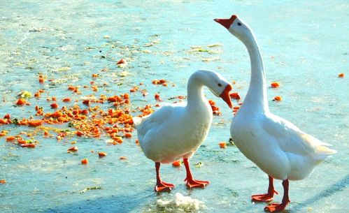 两只鹅的爱情故事,原来发生在江山