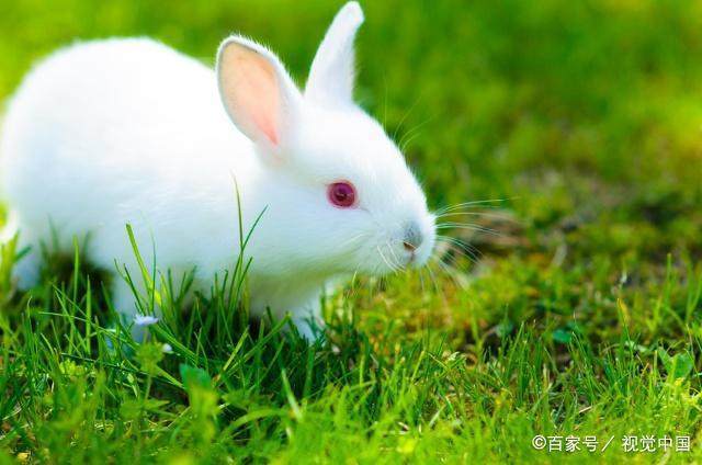 生肖兔春节期间运势不得了,喜事也随之降临登门,属兔人快来接住